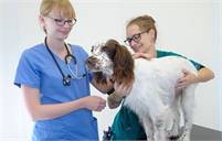  Gower Veterinary Surgery -  Swansea